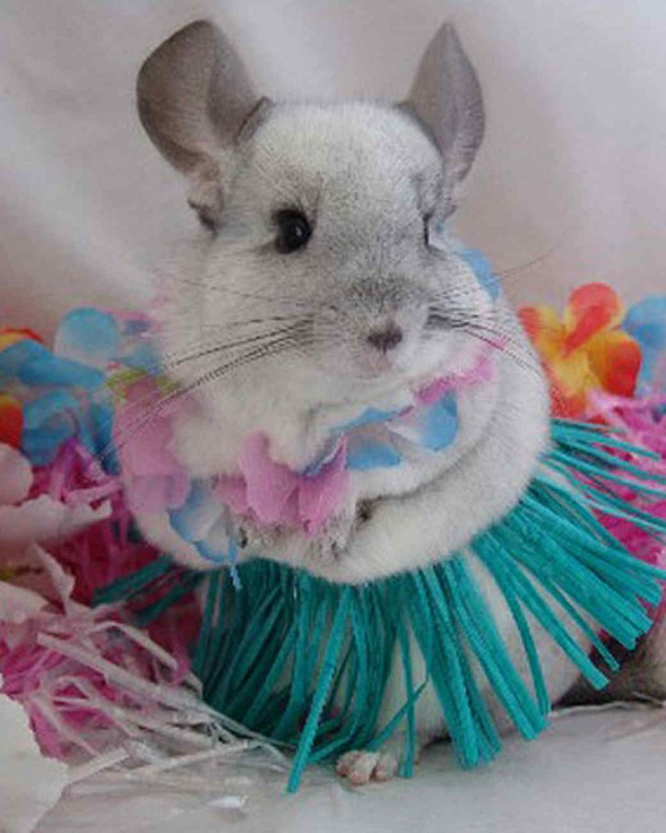 Наряжаная шиншилла