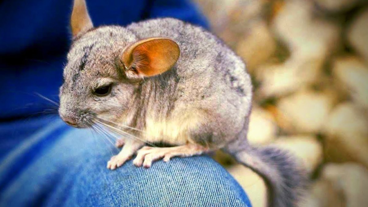 Шиншилла Сомбреро