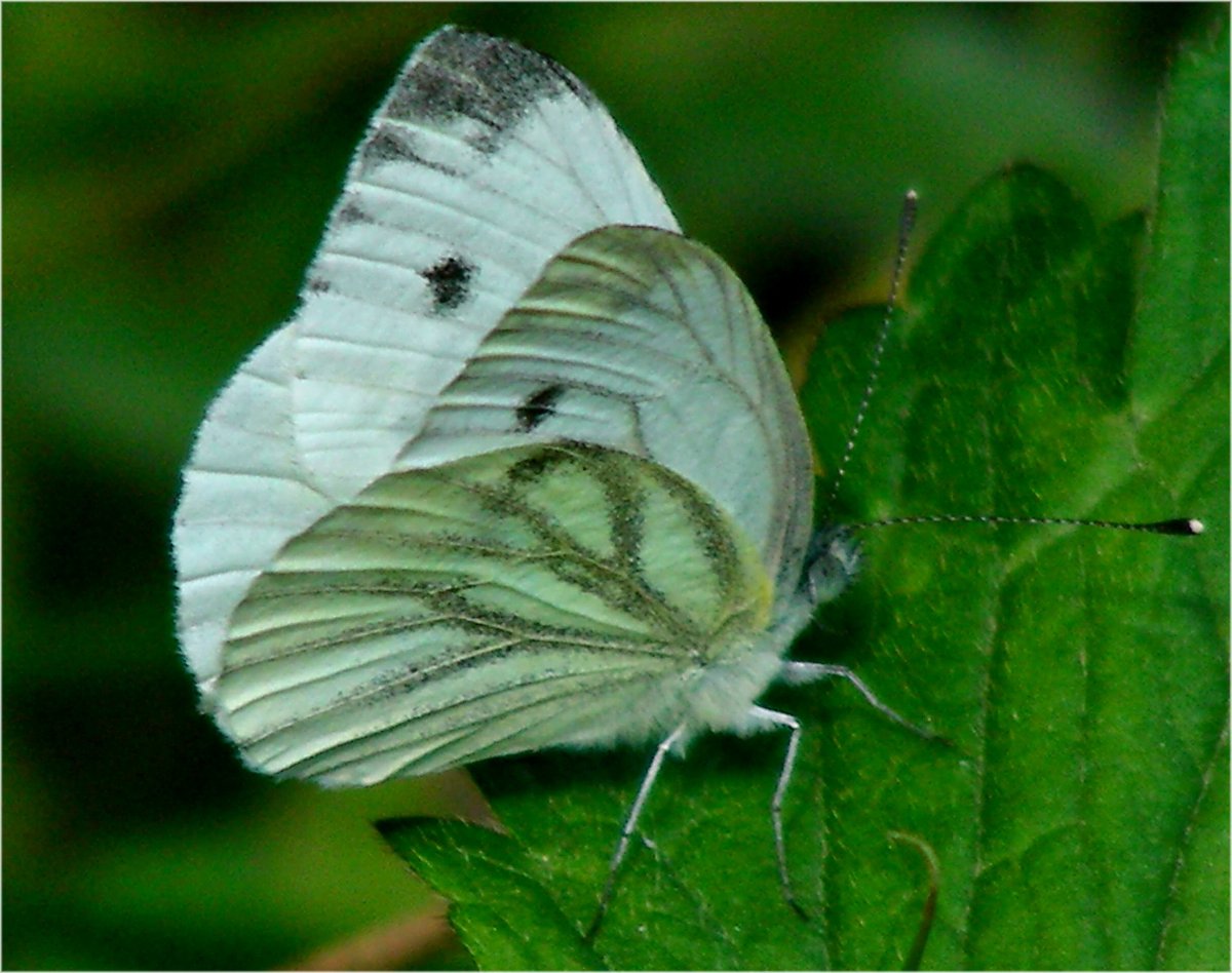 Гусеница капустной белянки