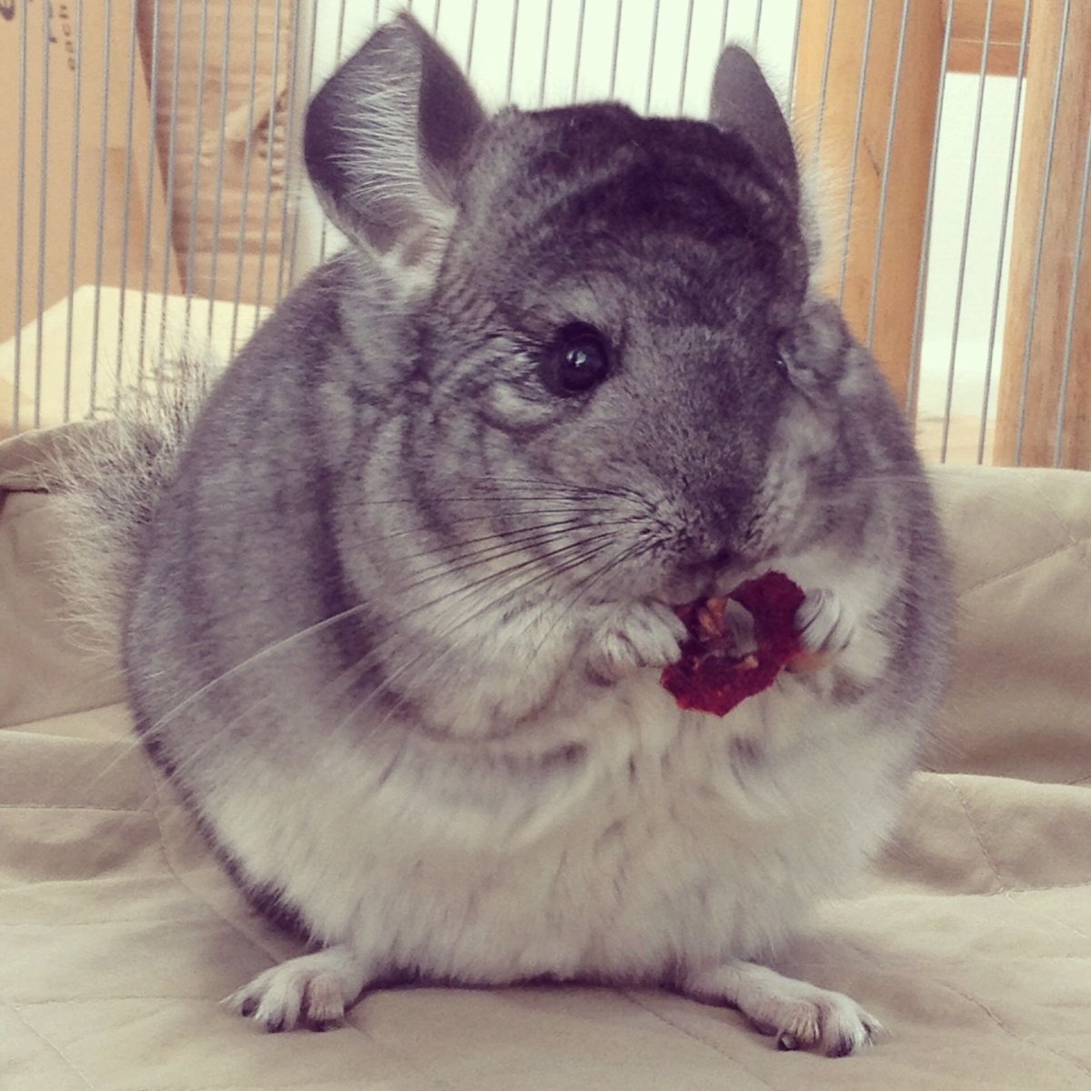 Австралийская шиншилла