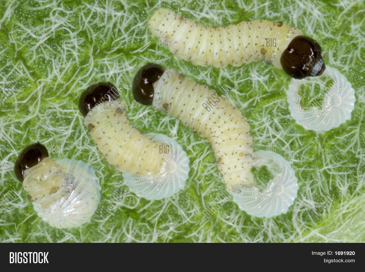 Кокон гусеницы