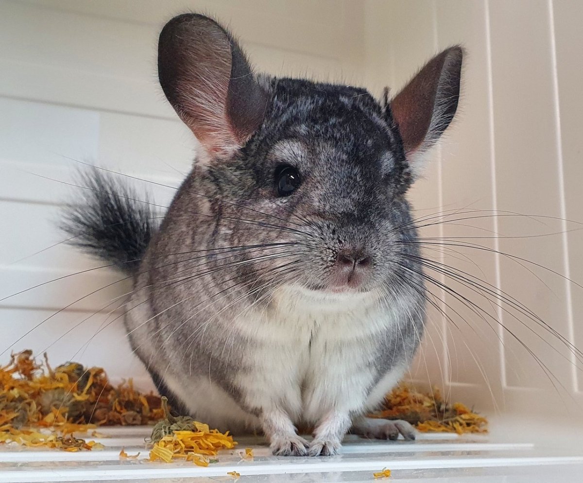 Шиншилла милая