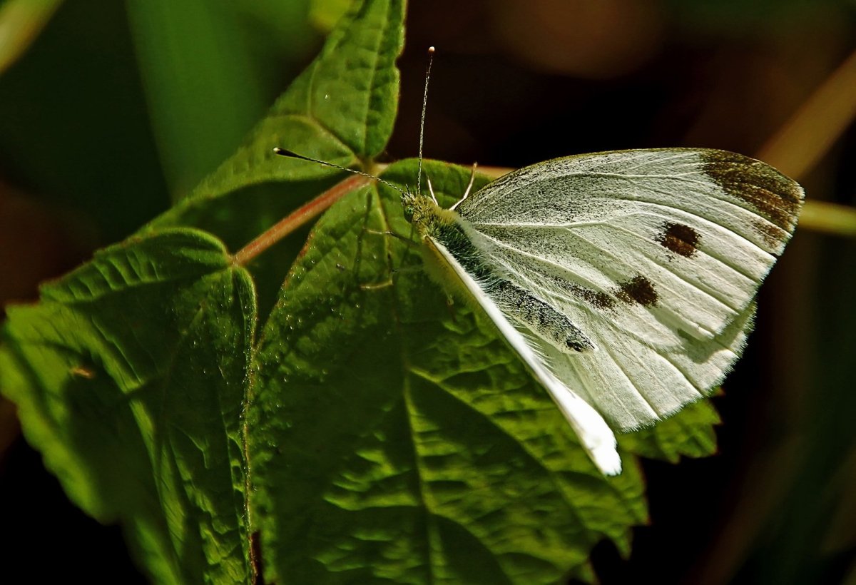 Бабочка желтушка Альпийская
