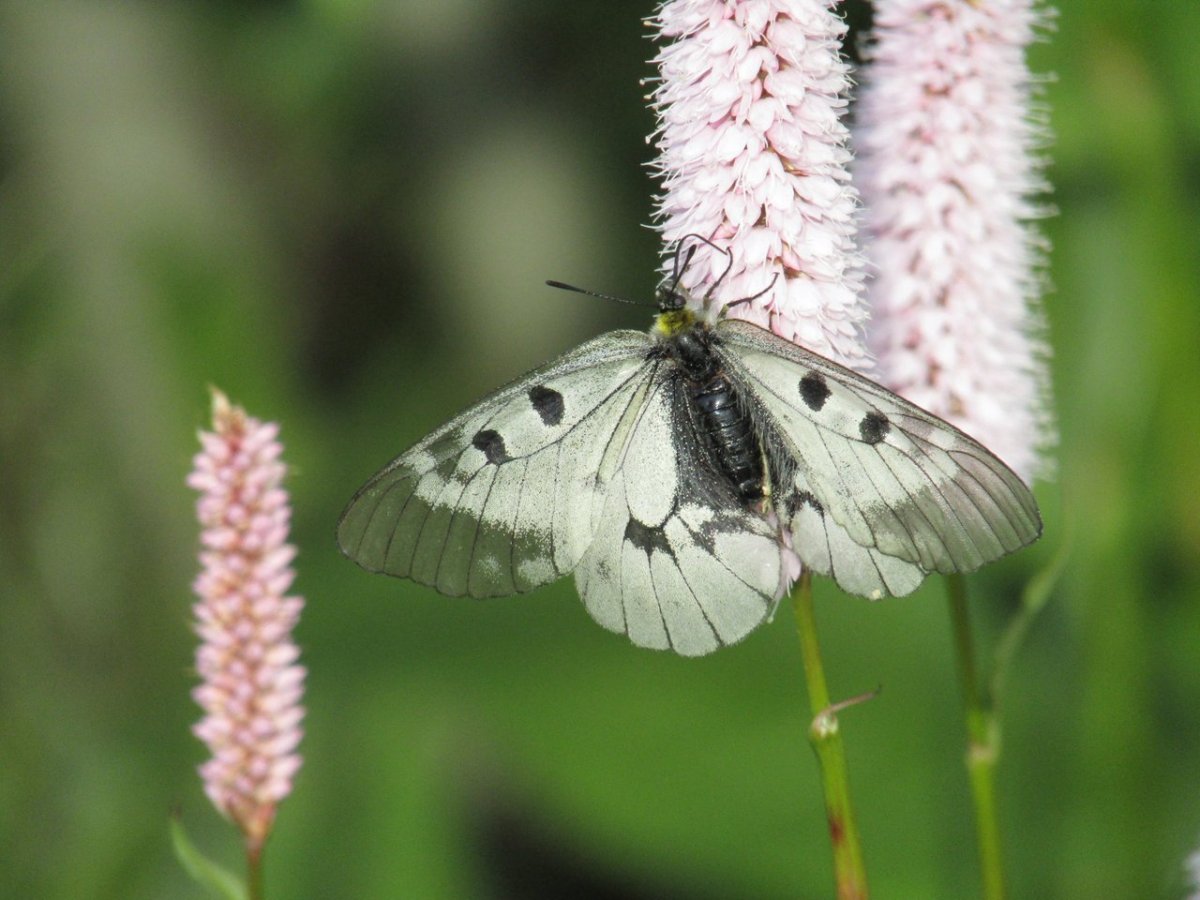 Куколка капустницы
