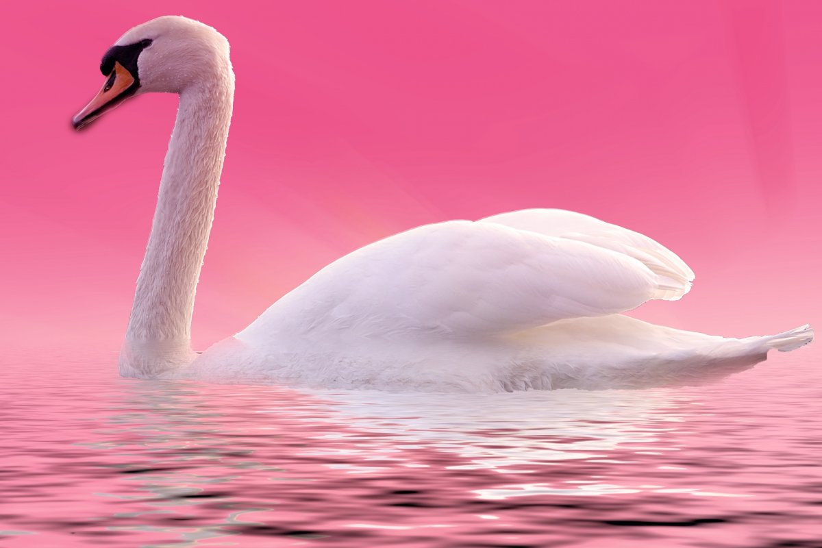 Лебеди на розовом фоне