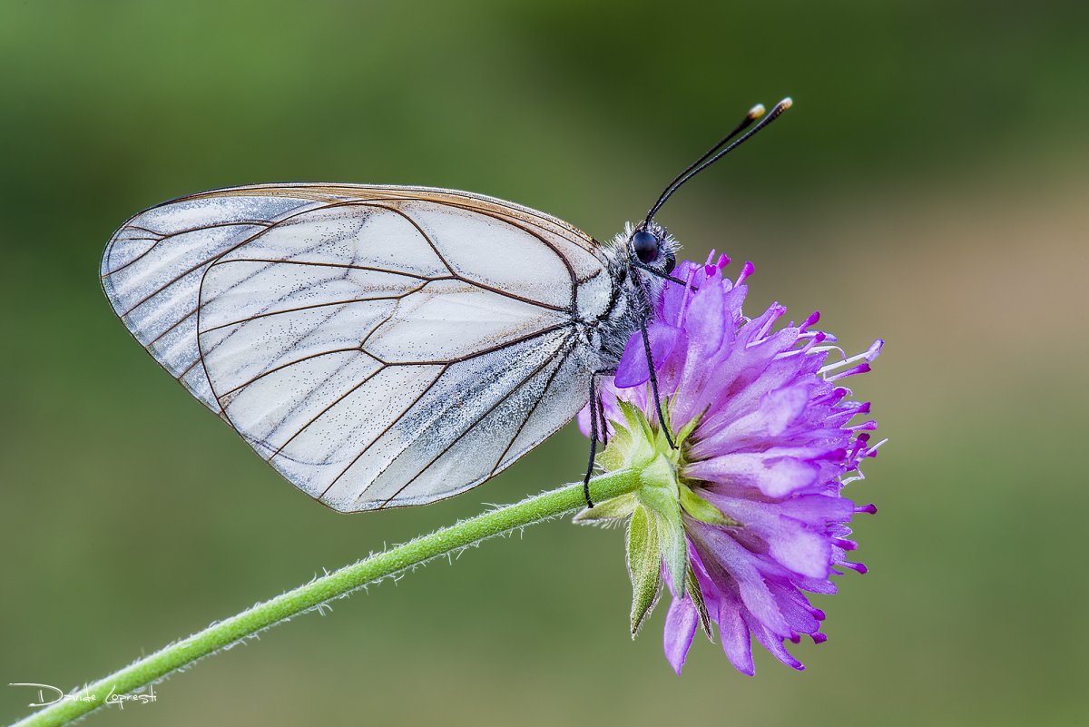 Кокон мотылька amicta