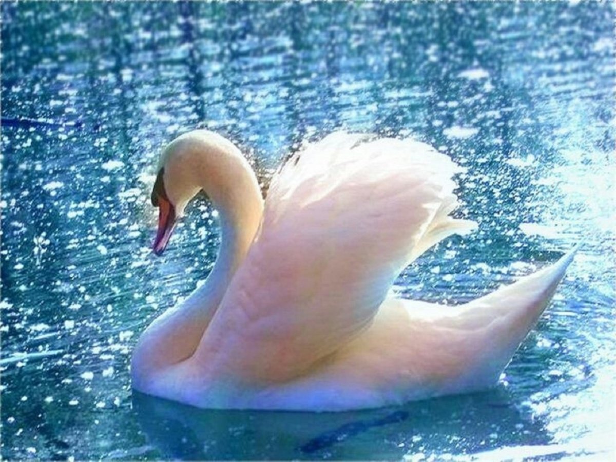 Томас Фламинго