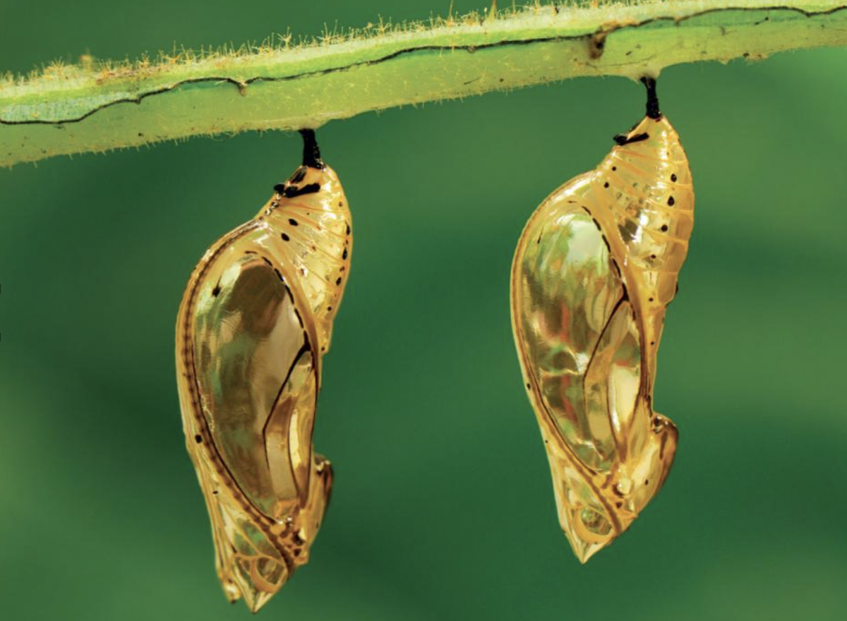 Капустница Жук