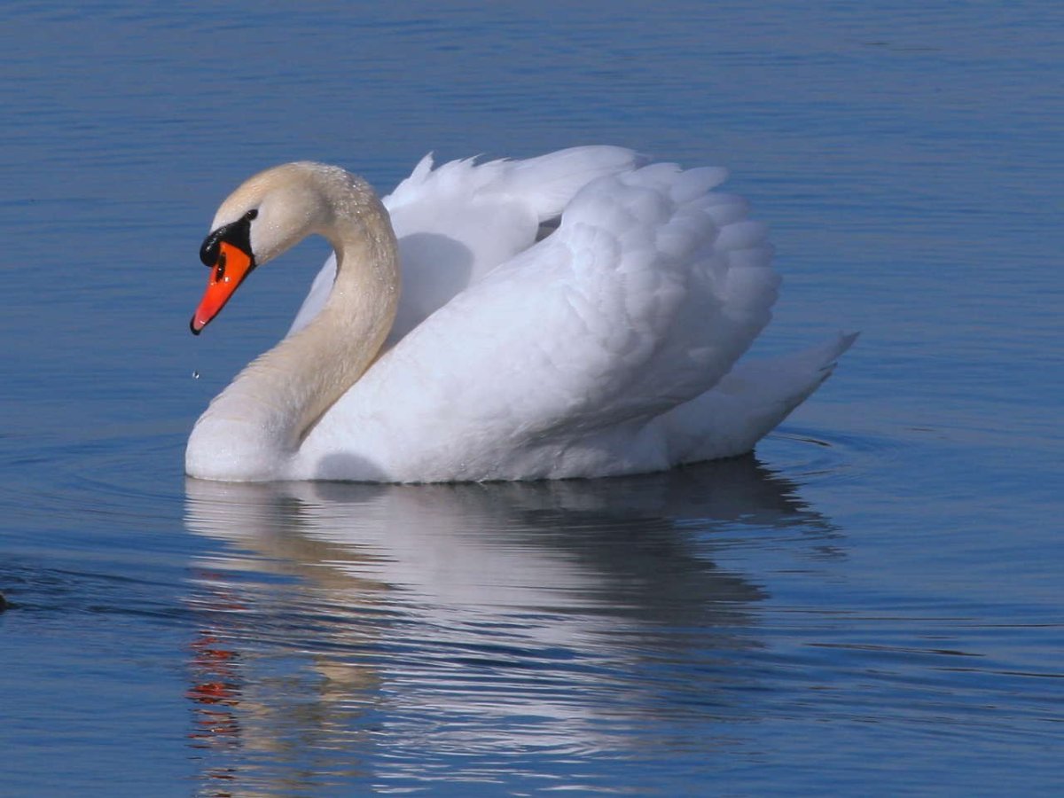 Фламинго водоплавающая птица