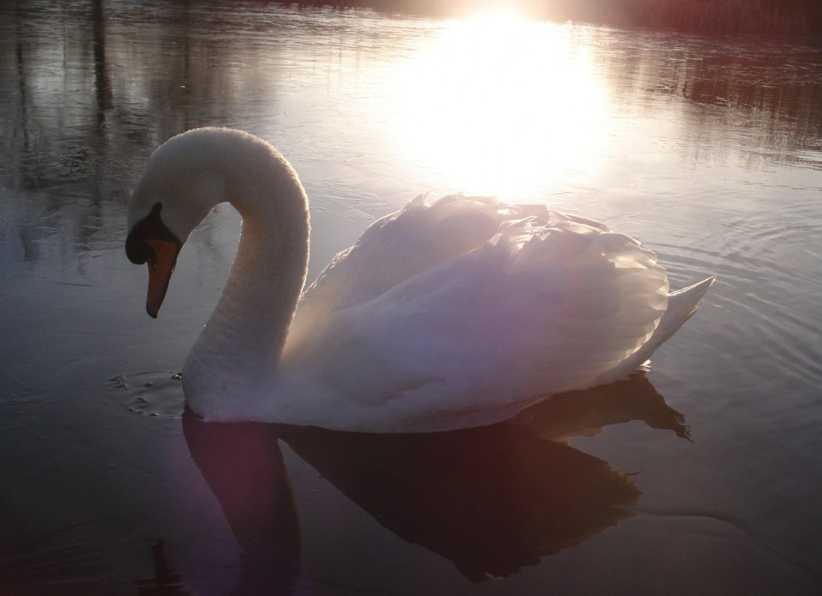 Красивые лебеди