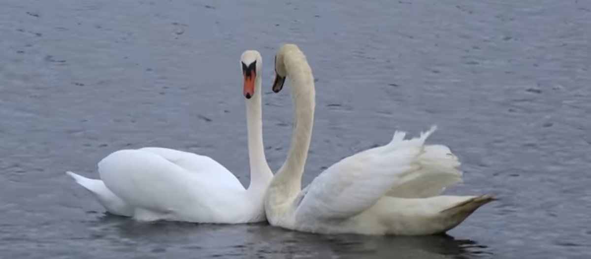 Лебедь Тильда