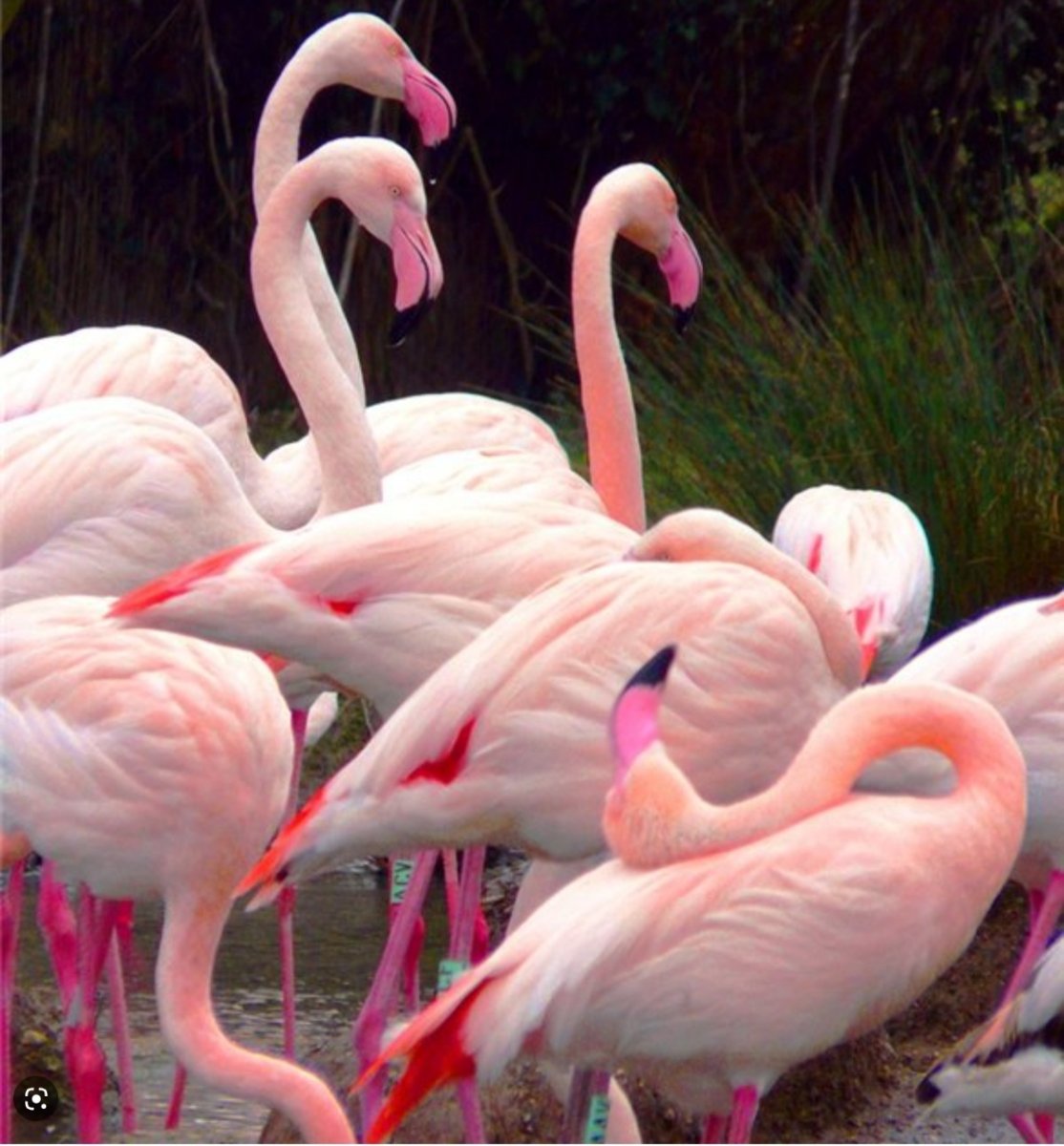 Самые красивые лебеди