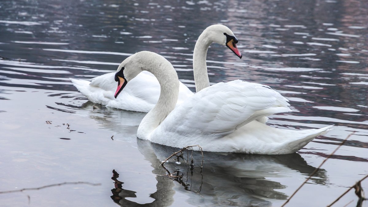 Лебеди в Африке