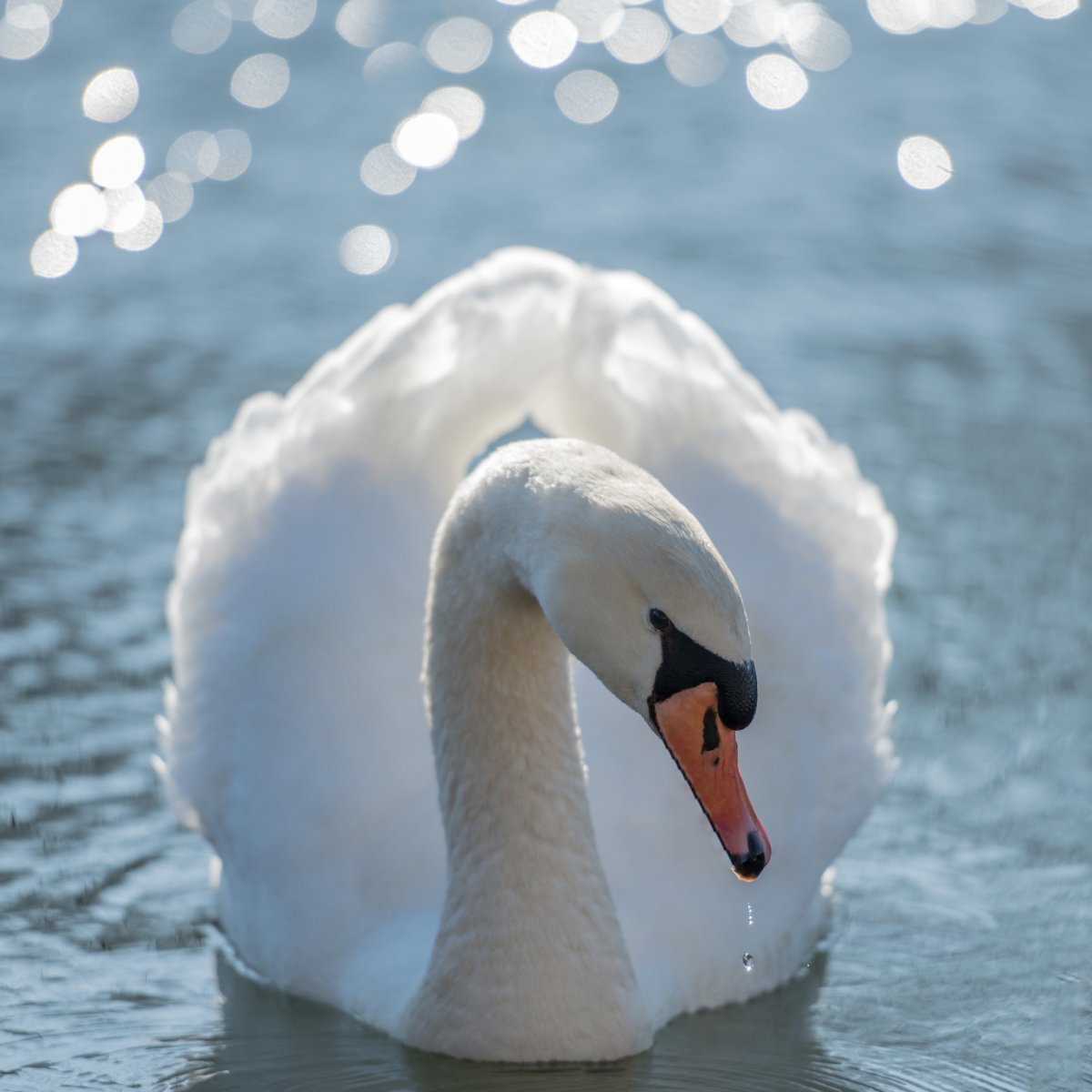 Розовый лебедь