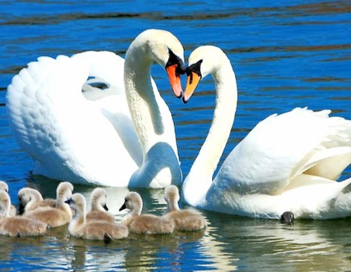 Лебеди анимация