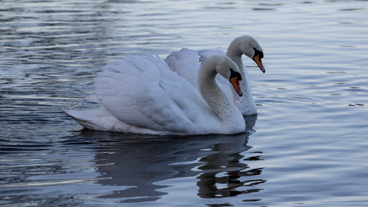 Алмазная мозаика «лебеди»