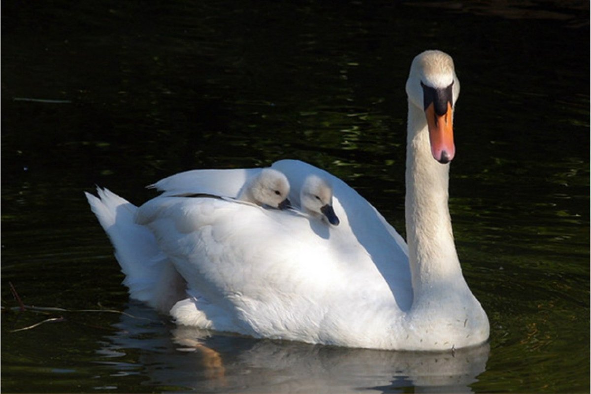 Лебедь шипун семья