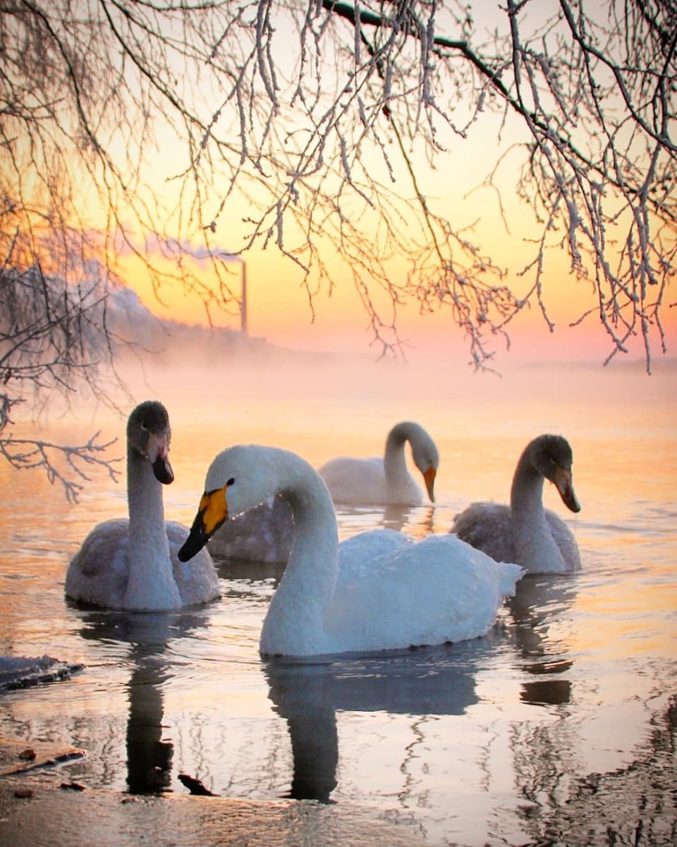 Фото лебедя в хорошем качестве