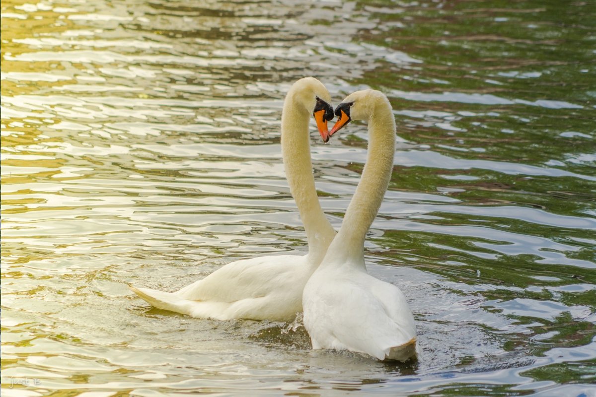 Лебедь розовый Глазастик