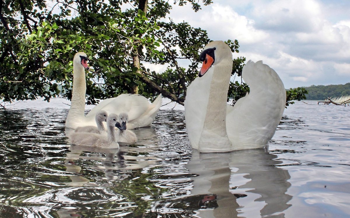 Влюбленные лебеди