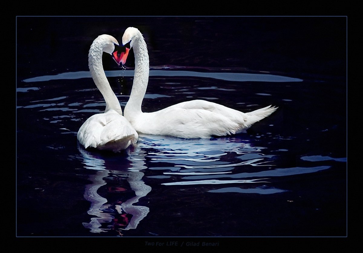 Живые лебеди