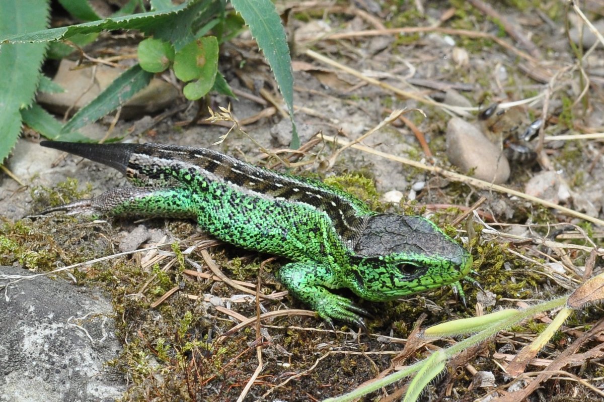 Ящерица прыткая Дагестанская