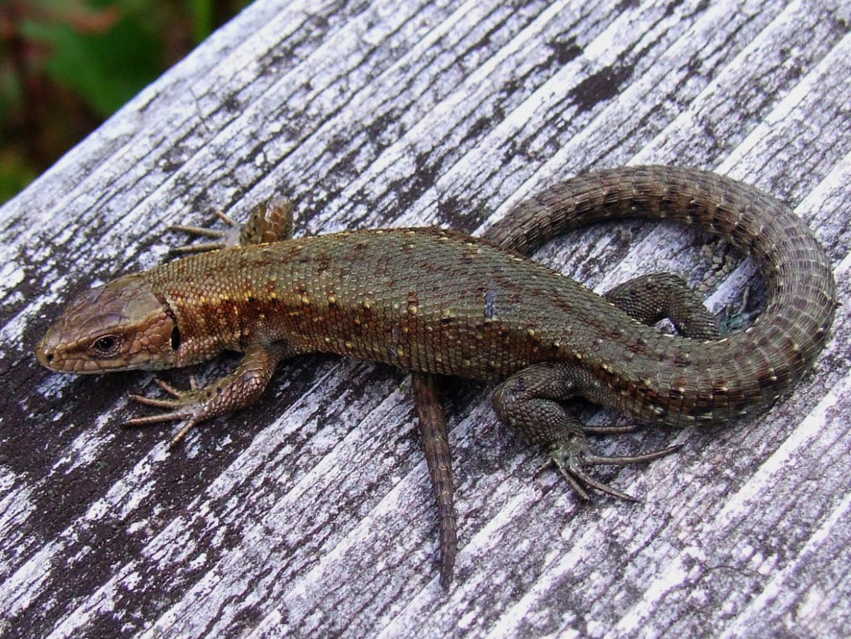 Живородящая ящерица Lacerta