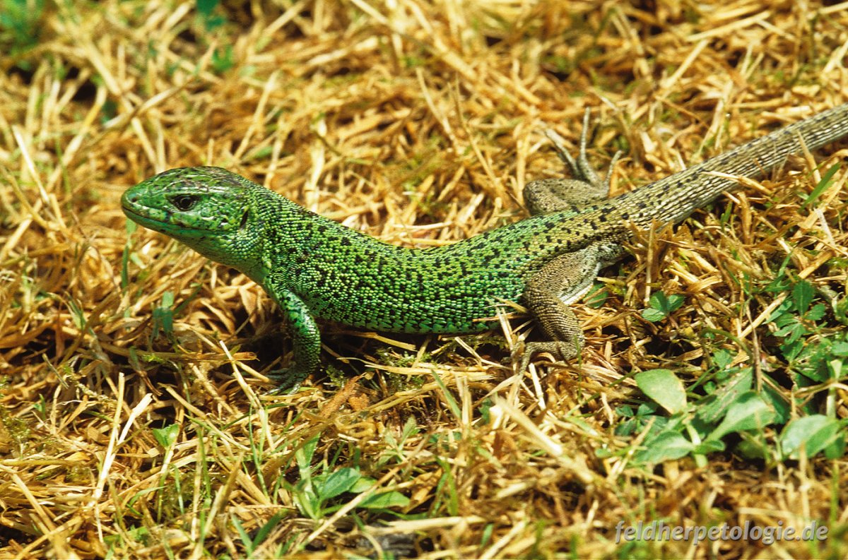 Полосатая ящерица Lacerta strigata