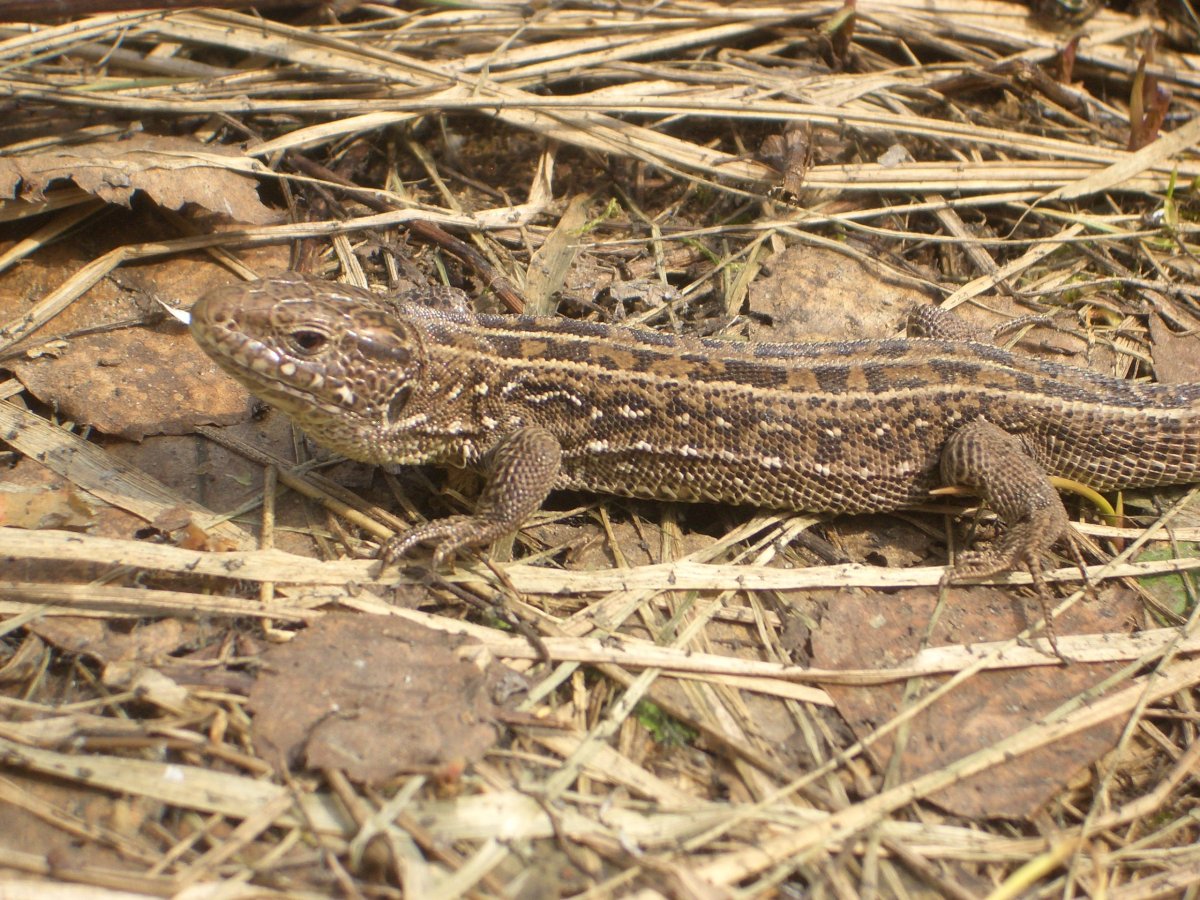 Астраханский заповедник ящерица