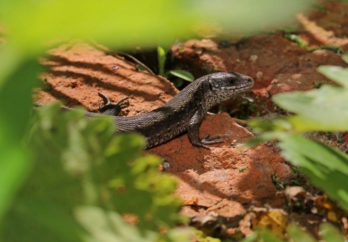 Живородящая ящерица Московская область