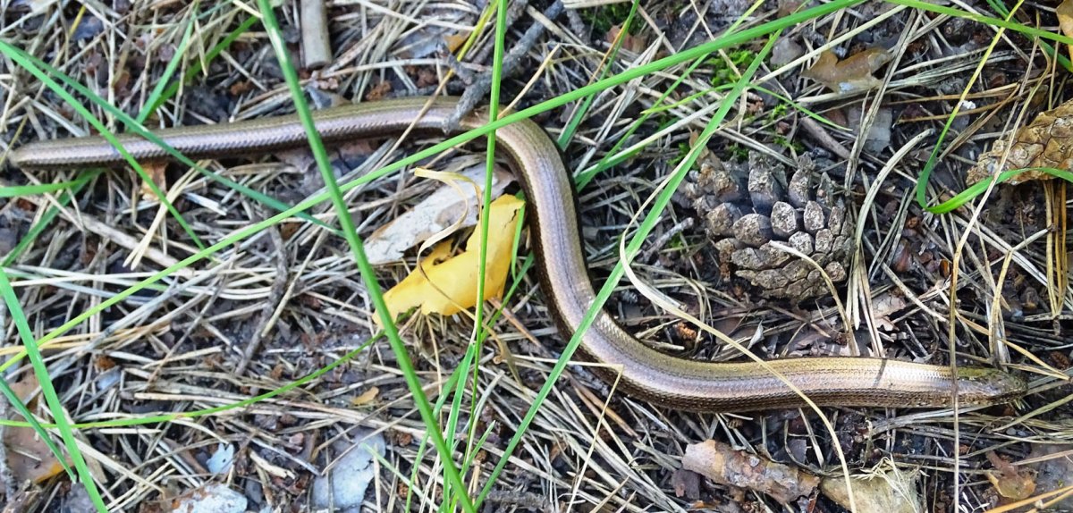 Ломкая веретеница в Московской области