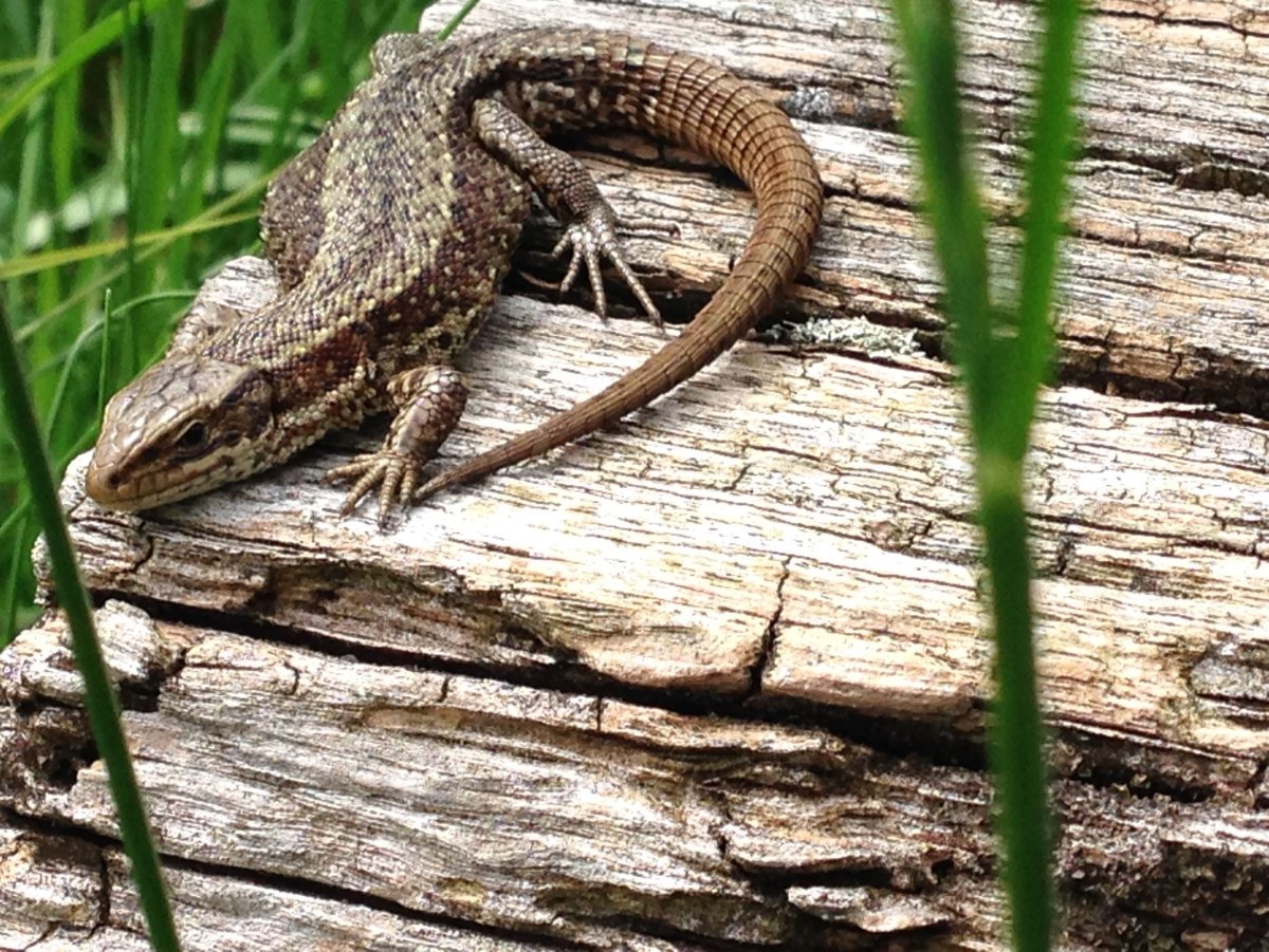 Ящурка Пржевальского