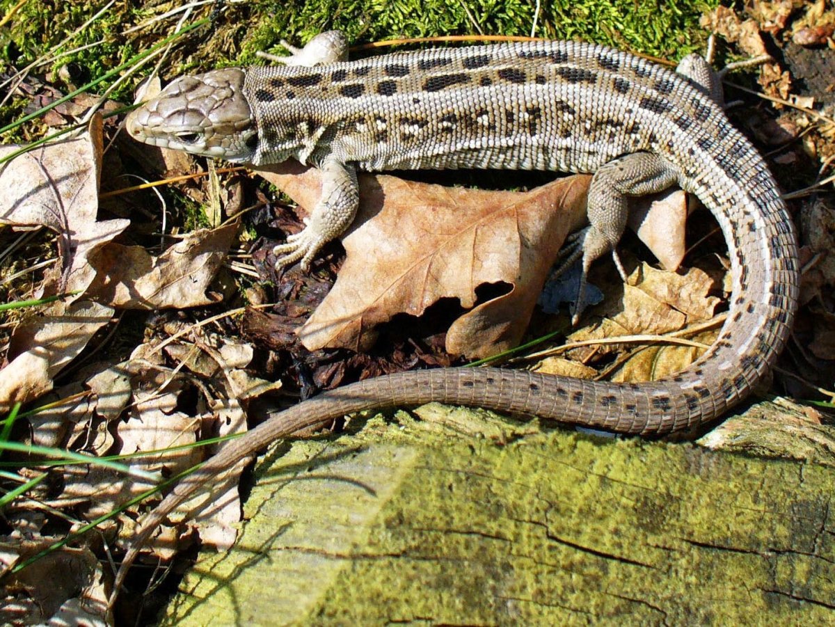 Рептилии Удмуртии