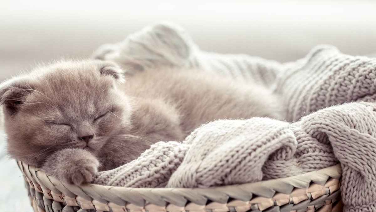 Спящий котенок в корзинке