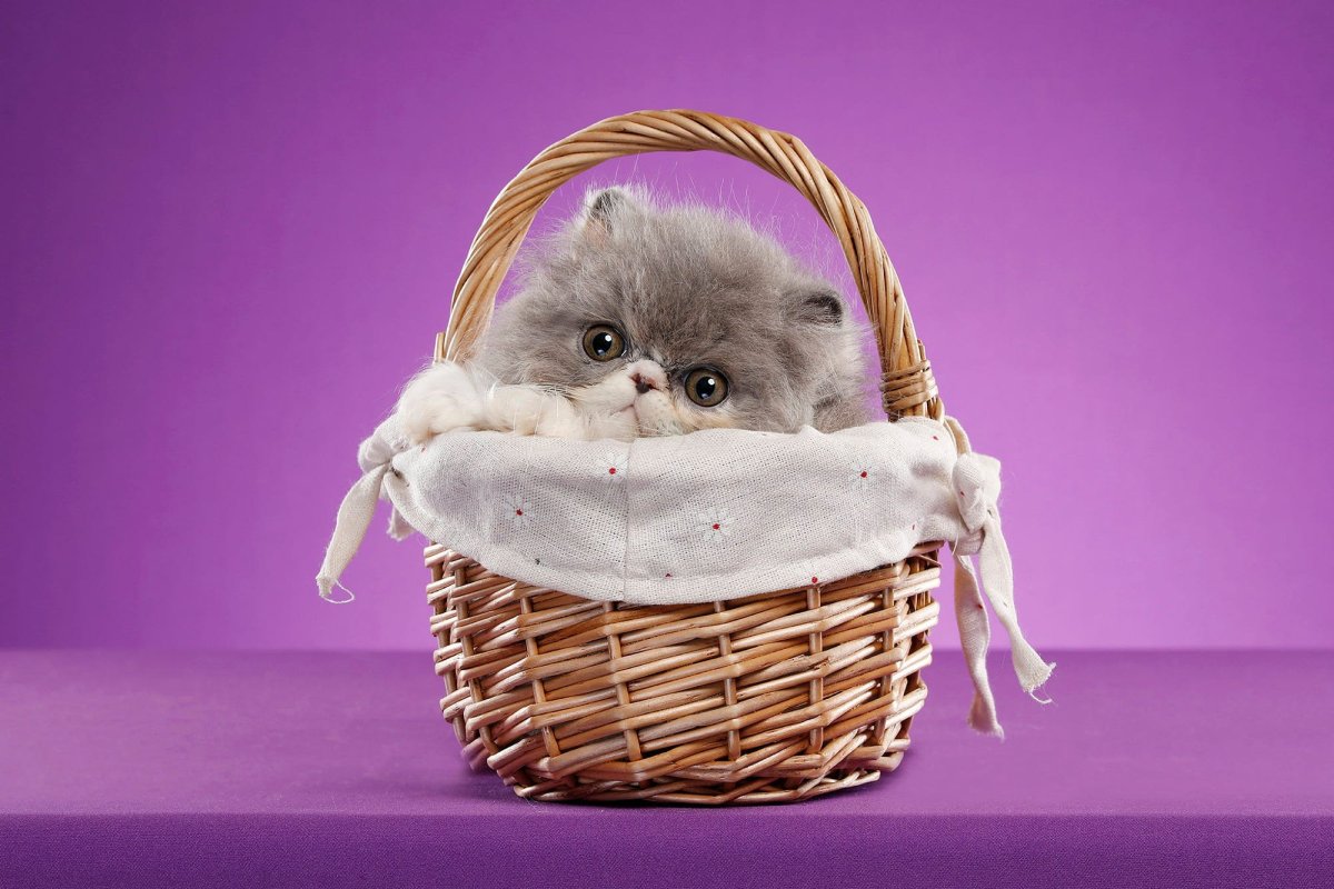 Самые милые котята