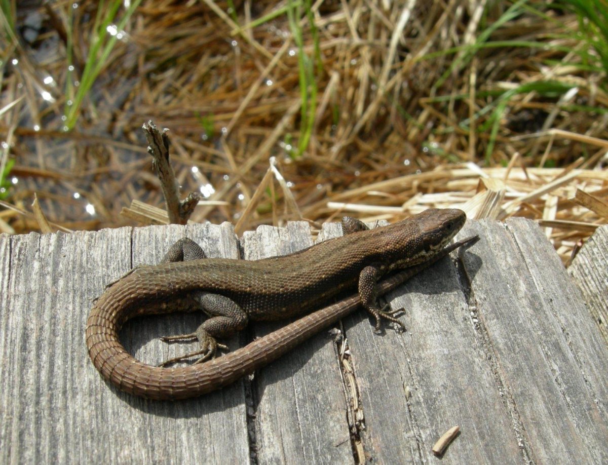 Артвинская ящерица