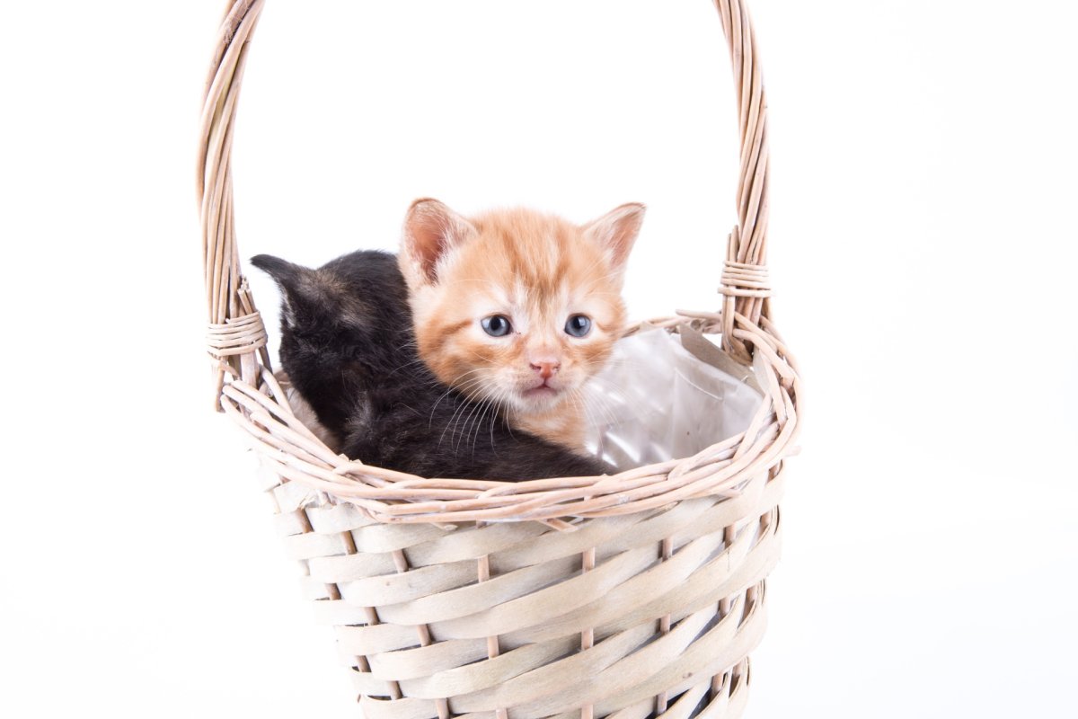 Маленький котенок