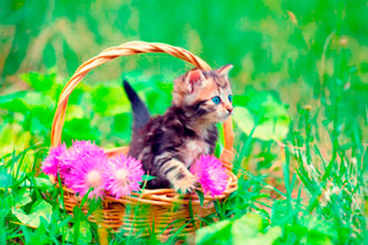 Котята в корзинке