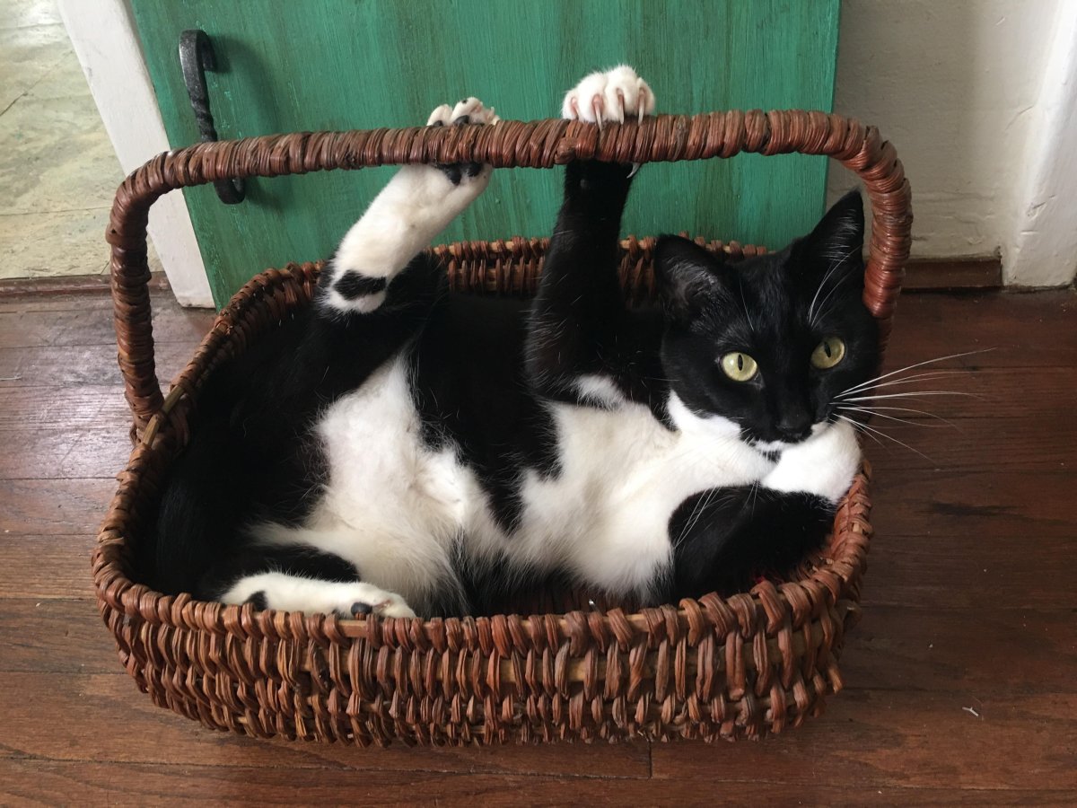 Котята в корзинке