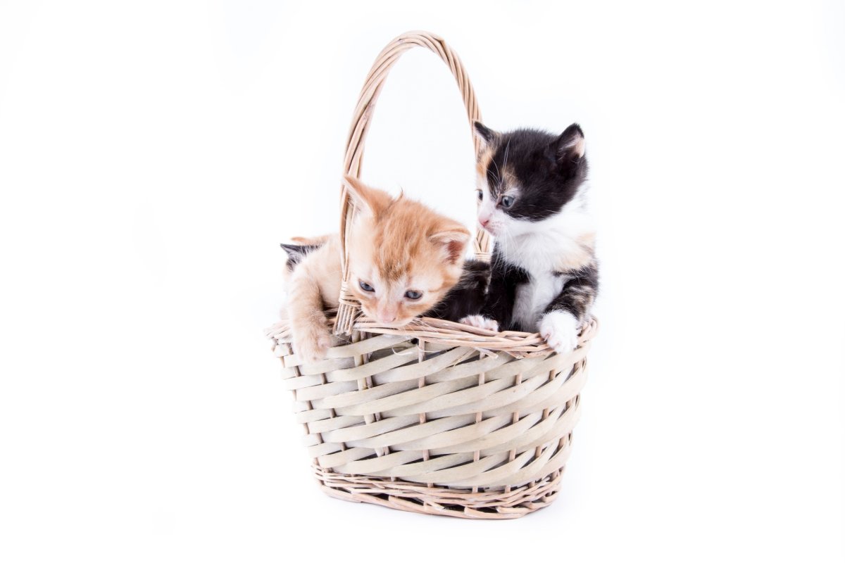 Милые новогодние картинки коты коты