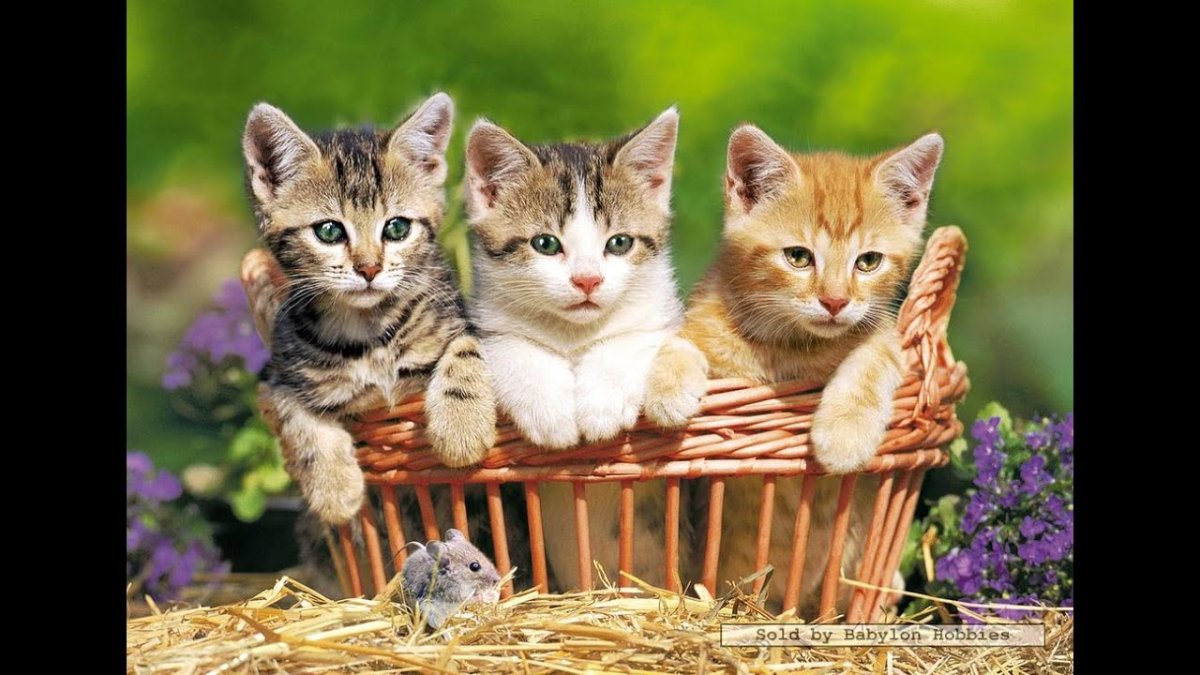 Японский кот Широнеко