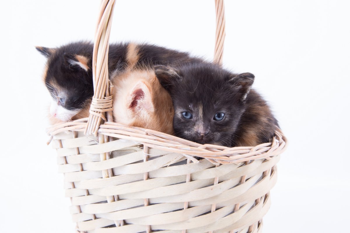 Корзинка для кошки