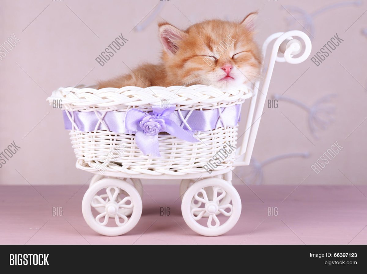 Обои с котятами