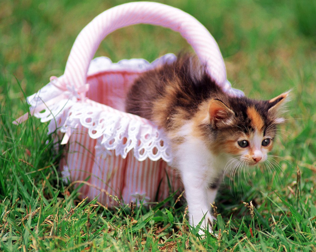 Милые котята