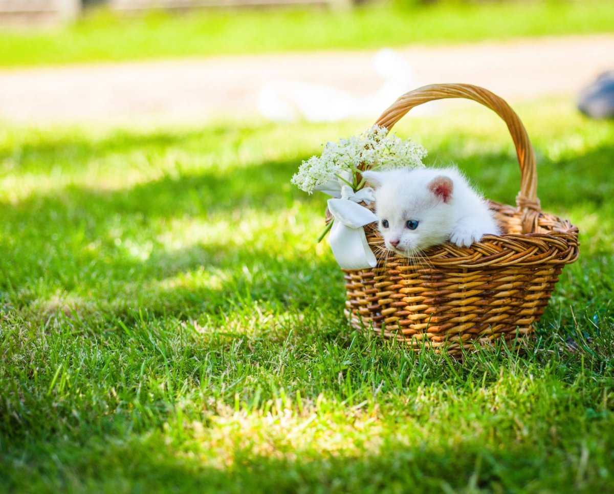 Котики в корзинке на природе