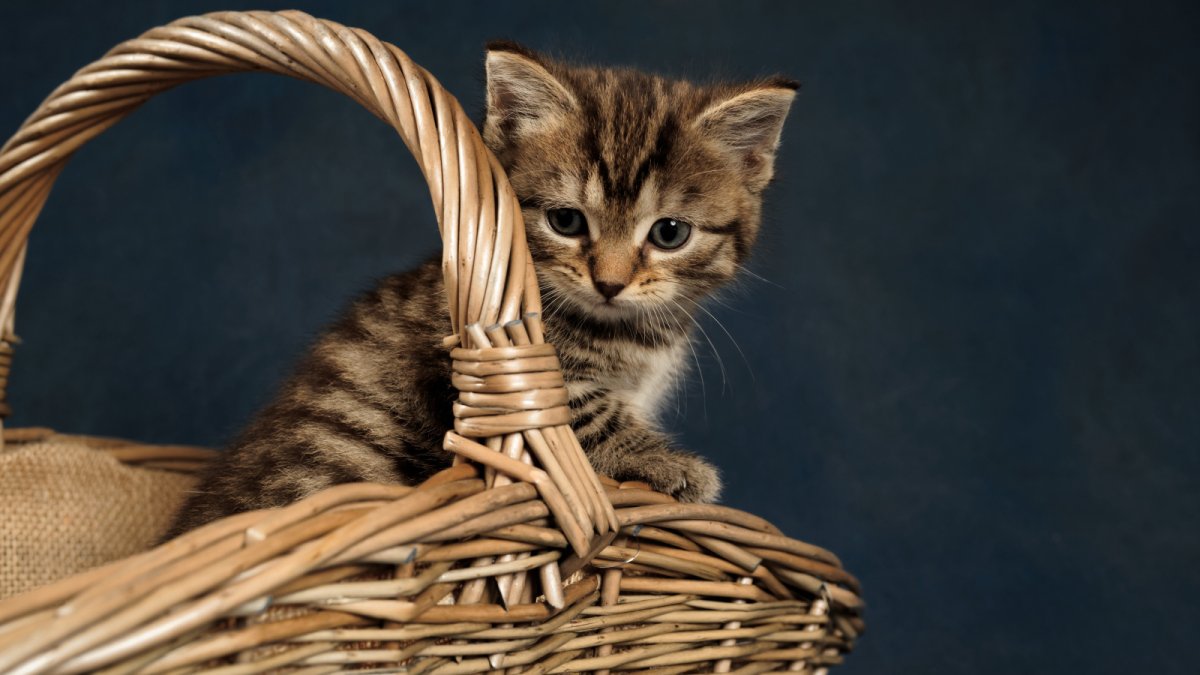 Белый котенок в корзинке