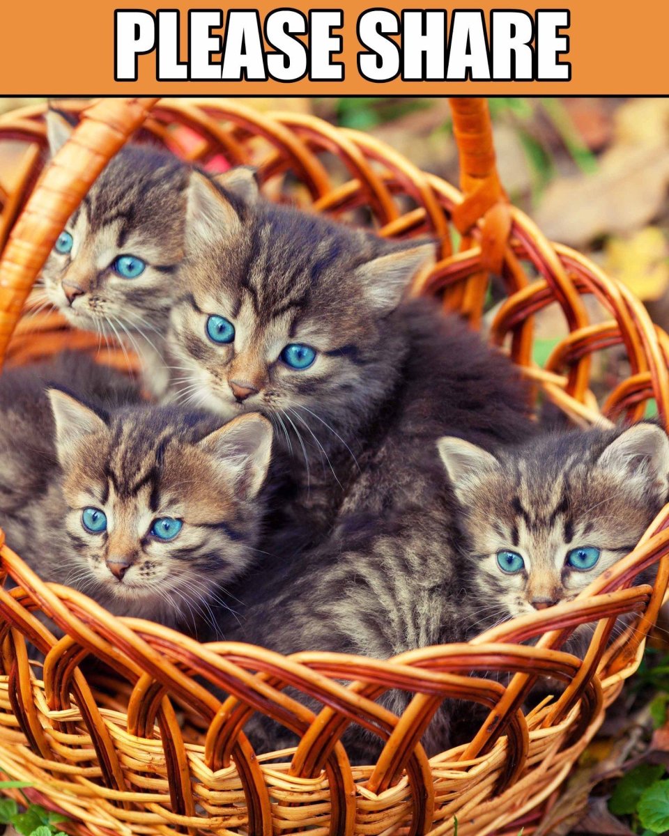 Котята в корзинке