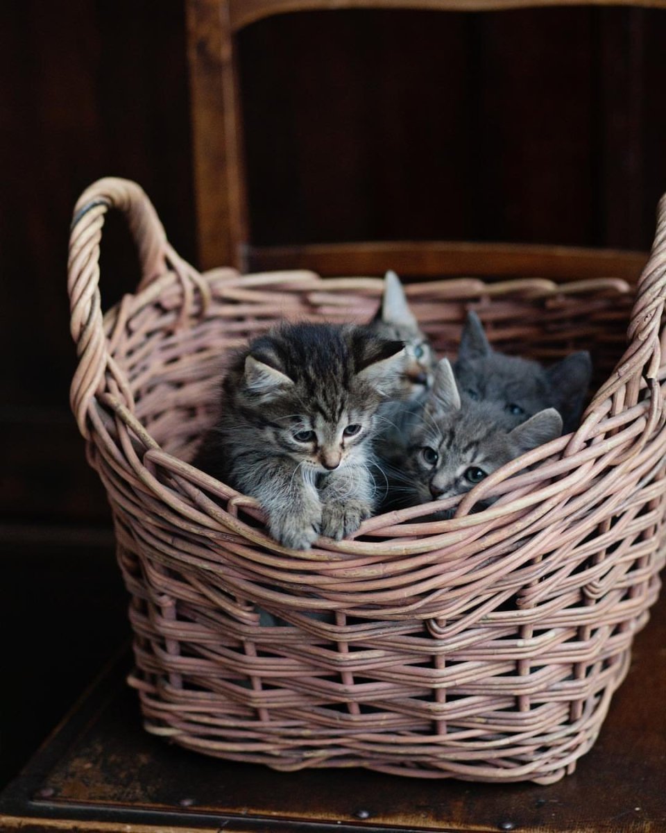 Милые котята в лукошке