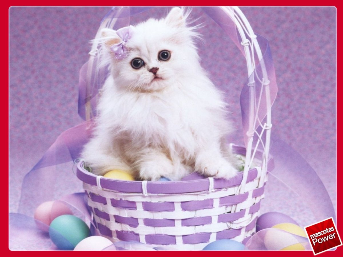 Котики в корзинке