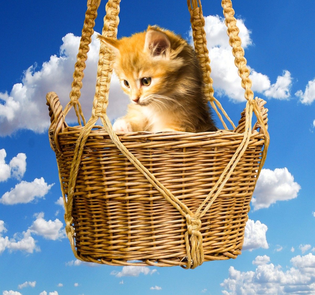 Кот в корзине